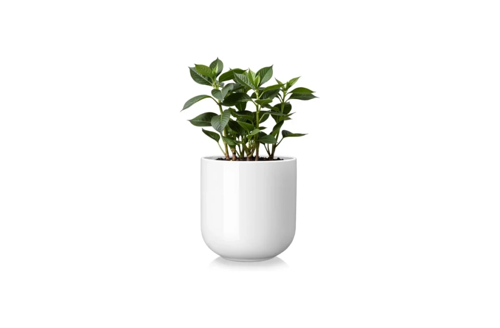 Vancasso 6 Inch White Ceramic Plant Pots with Drainage