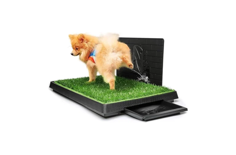 Best Artificial Grass for Dogs